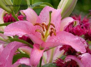 An upclose shot at a liity fower