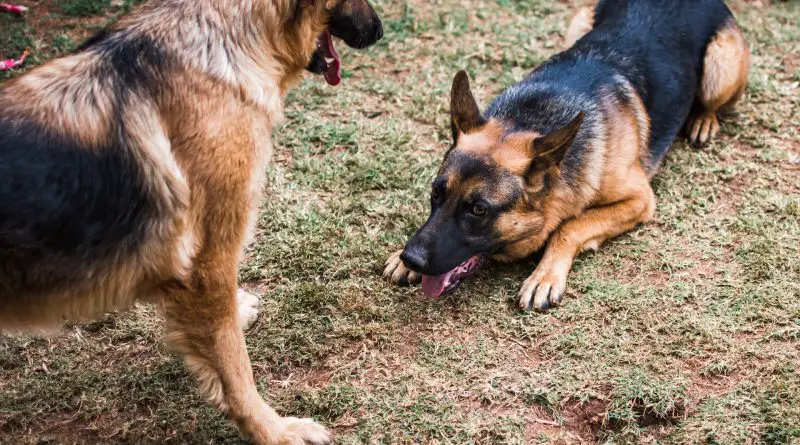 German-shepherd-dogs