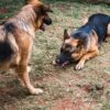 German-shepherd-dogs